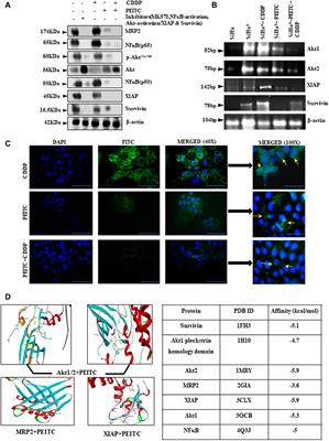 Phenethylisothiocyanate Potentiates Platinum Therapy by Reversing Cisplatin Resistance in Cervical Cancer